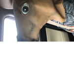 Weevee yt