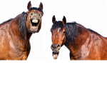 I like horses