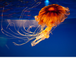 jellyfish group yay