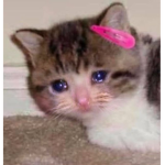 sad cats are so so cool