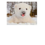 Polar Bear Clothing.