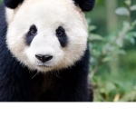 The Panda trading group!