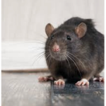 Sergio’s supporters and rats :)
