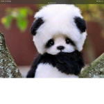 The panda wand squad