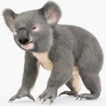 End koala cafe