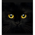 Black Cat [검은고양이]