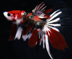 libelousfish281 fan club