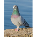 cool pigeon studios