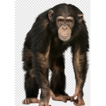 The Monkeyyy Ganggg army