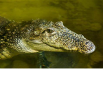 Cute Crocodile's Offical Group