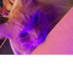 Da Gatos