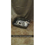 We love Kitty's :D