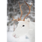 White Artic Reindeers