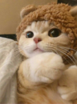 Kittyuhs are the best!!