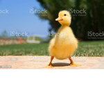 littlefluffs