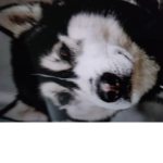 My Dog,s fan group with a dog