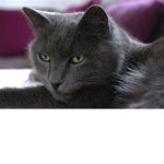 Arthur group (Cat)