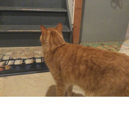 Cat quest squad hangout!