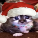 Kitty are so cute and little