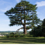 Cult Of Tree ism