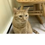 ILOVEKITTIES