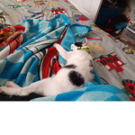 onyx and Kevin