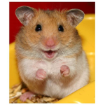 Robloxian Hamsters