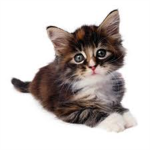 Cat Ultmate Fan Club