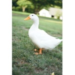 Theduckfamily