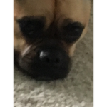 Dog friendly house