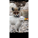 Cat And Fox United
