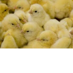 chick!