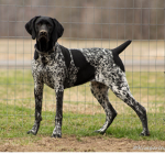 Gsp dog group