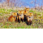 Fox Nation!!!!