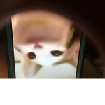 Pop cat follow me guys