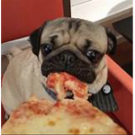 DOUG THE PUG ARMY