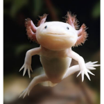 AXOLOTL IS THE BEST WOOO!