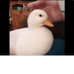 Epic duck bois
