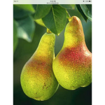 The pear empire (oranges are also represented )