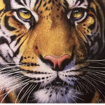 TigerWarriors!!!
