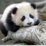 Fluffy Pandas FOREVER