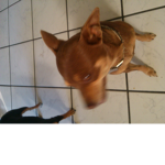 my dog :D