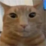 mеow meow