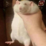 • Rats of Roblox •