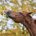 Glory galloping farms
