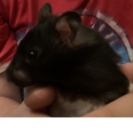 Oreo Is Cute!