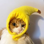 bananacatgroup