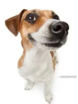 catchapunitosgroup