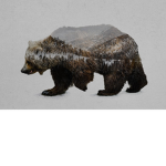The Bears Peoples