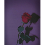 Flowers......
